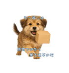 できる不動産営業犬 琥珀（個別スタンプ：5）