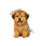 できる不動産営業犬 琥珀（個別スタンプ：6）