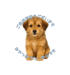 できる不動産営業犬 琥珀（個別スタンプ：8）