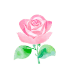 薔薇のお花スタンプ2（個別スタンプ：1）