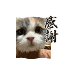 れいの大冒険（個別スタンプ：1）