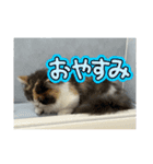 れいの大冒険（個別スタンプ：5）