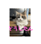 れいの大冒険（個別スタンプ：6）