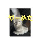 れいの大冒険（個別スタンプ：7）