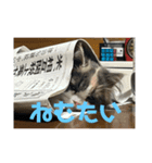 れいの大冒険（個別スタンプ：11）
