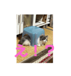 れいの大冒険（個別スタンプ：12）