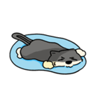 相川 犬 猫 兎 雛 蝉（個別スタンプ：8）