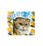 スコティッシュのシィ（挨拶）（個別スタンプ：1）