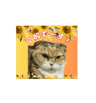 スコティッシュのシィ（挨拶）（個別スタンプ：5）