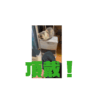 れいのすたんぷ 1（個別スタンプ：3）