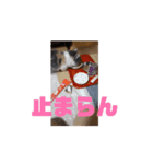 れいのすたんぷ 1（個別スタンプ：4）
