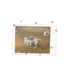 名犬きなこの日常（個別スタンプ：4）
