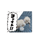 名犬きなこの日常（個別スタンプ：5）