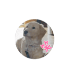 名犬きなこの日常（個別スタンプ：6）