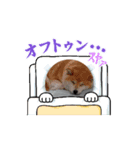 りんとハク（個別スタンプ：3）