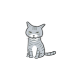 ふわふわした猫（個別スタンプ：12）