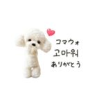 もふもふトイプードルと♡韓国語おしゃべり（個別スタンプ：4）