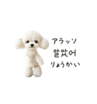 もふもふトイプードルと♡韓国語おしゃべり（個別スタンプ：6）