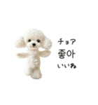 もふもふトイプードルと♡韓国語おしゃべり（個別スタンプ：7）