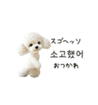 もふもふトイプードルと♡韓国語おしゃべり（個別スタンプ：8）
