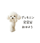 もふもふトイプードルと♡韓国語おしゃべり（個別スタンプ：9）