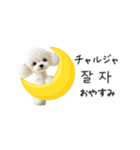 もふもふトイプードルと♡韓国語おしゃべり（個別スタンプ：10）