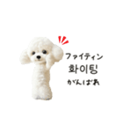 もふもふトイプードルと♡韓国語おしゃべり（個別スタンプ：11）