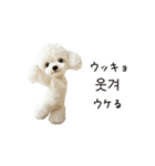 もふもふトイプードルと♡韓国語おしゃべり（個別スタンプ：12）