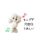もふもふトイプードルと♡韓国語おしゃべり（個別スタンプ：15）