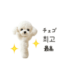 もふもふトイプードルと♡韓国語おしゃべり（個別スタンプ：17）