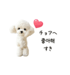 もふもふトイプードルと♡韓国語おしゃべり（個別スタンプ：19）