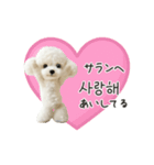 もふもふトイプードルと♡韓国語おしゃべり（個別スタンプ：20）