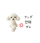 もふもふトイプードルと♡韓国語おしゃべり（個別スタンプ：22）