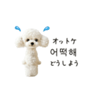 もふもふトイプードルと♡韓国語おしゃべり（個別スタンプ：23）