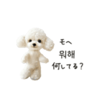 もふもふトイプードルと♡韓国語おしゃべり（個別スタンプ：24）