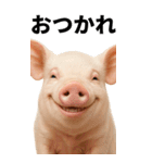 BIGなミニブタのスタンプ（個別スタンプ：1）