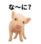 BIGなミニブタのスタンプ（個別スタンプ：3）