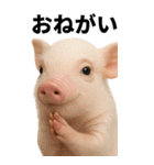 BIGなミニブタのスタンプ（個別スタンプ：4）