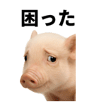 BIGなミニブタのスタンプ（個別スタンプ：11）