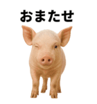 BIGなミニブタのスタンプ（個別スタンプ：16）
