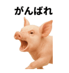 BIGなミニブタのスタンプ（個別スタンプ：20）