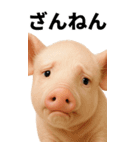 BIGなミニブタのスタンプ（個別スタンプ：21）