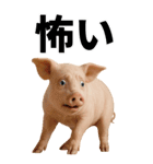 BIGなミニブタのスタンプ（個別スタンプ：23）
