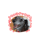 愛犬スタンプ(イタプー)（個別スタンプ：2）