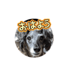愛犬スタンプ(イタプー)（個別スタンプ：3）