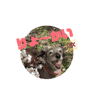 愛犬スタンプ(イタプー)（個別スタンプ：12）