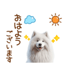 敬語のサモエドスタンプ（個別スタンプ：1）