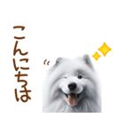 敬語のサモエドスタンプ（個別スタンプ：2）