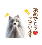 敬語のサモエドスタンプ（個別スタンプ：6）