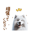 敬語のサモエドスタンプ（個別スタンプ：7）